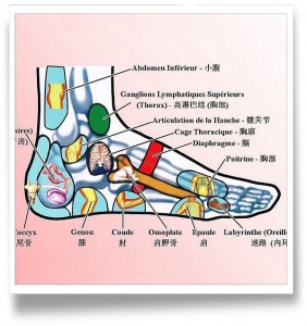 Stage de Reflexologie Plantaire