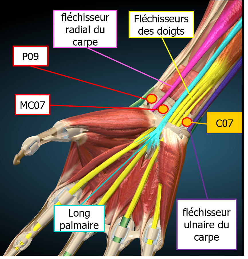 anatomie-corps-humain - Hypotenuse Institut